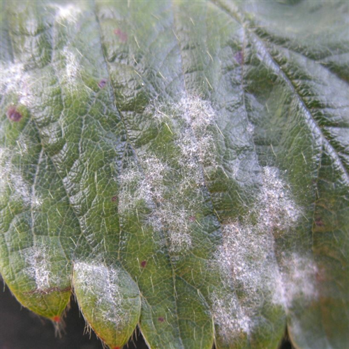 Lotta integrata Peronospora e Oidio